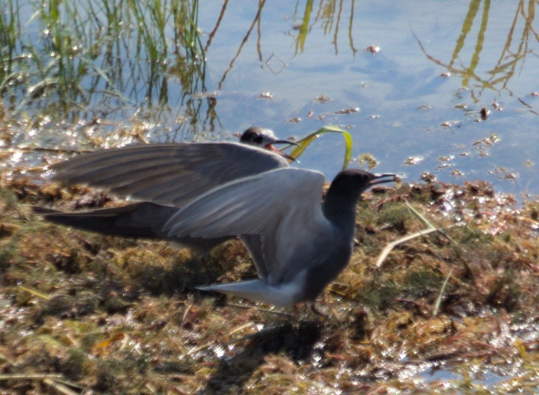 Black Tern - ML620482867