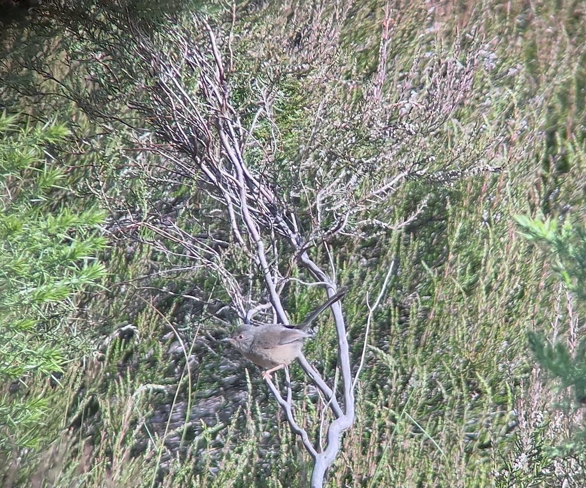 סבכי גלי - ML620482871