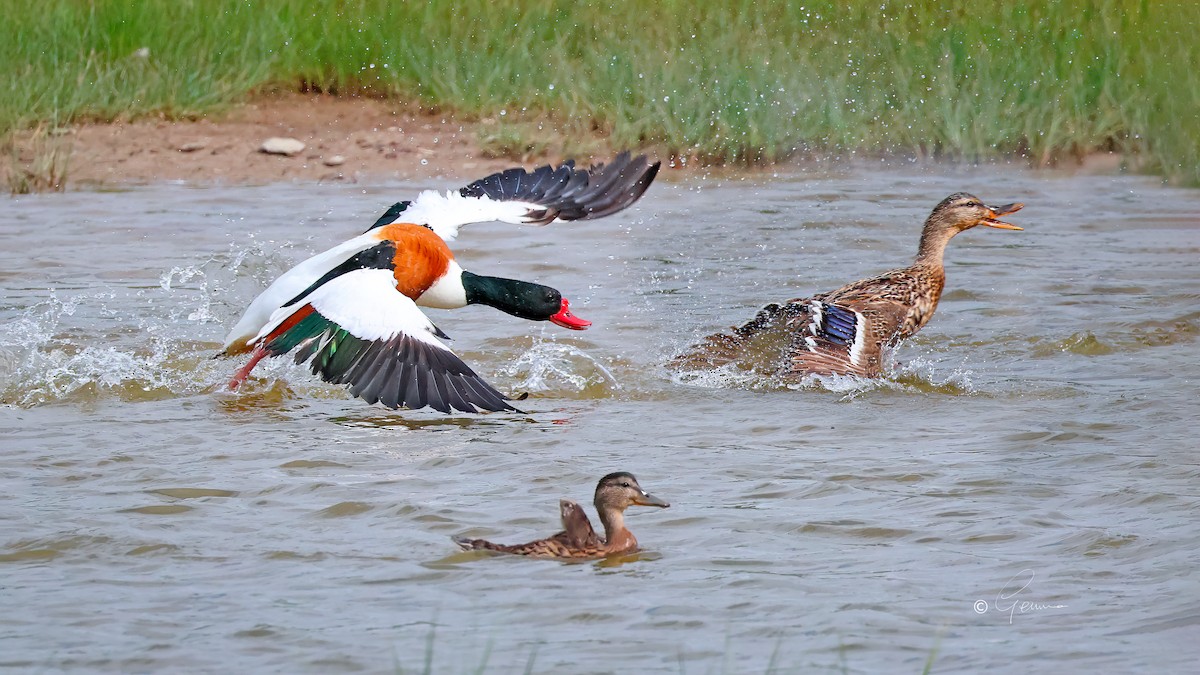 Common Shelduck - ML620482874