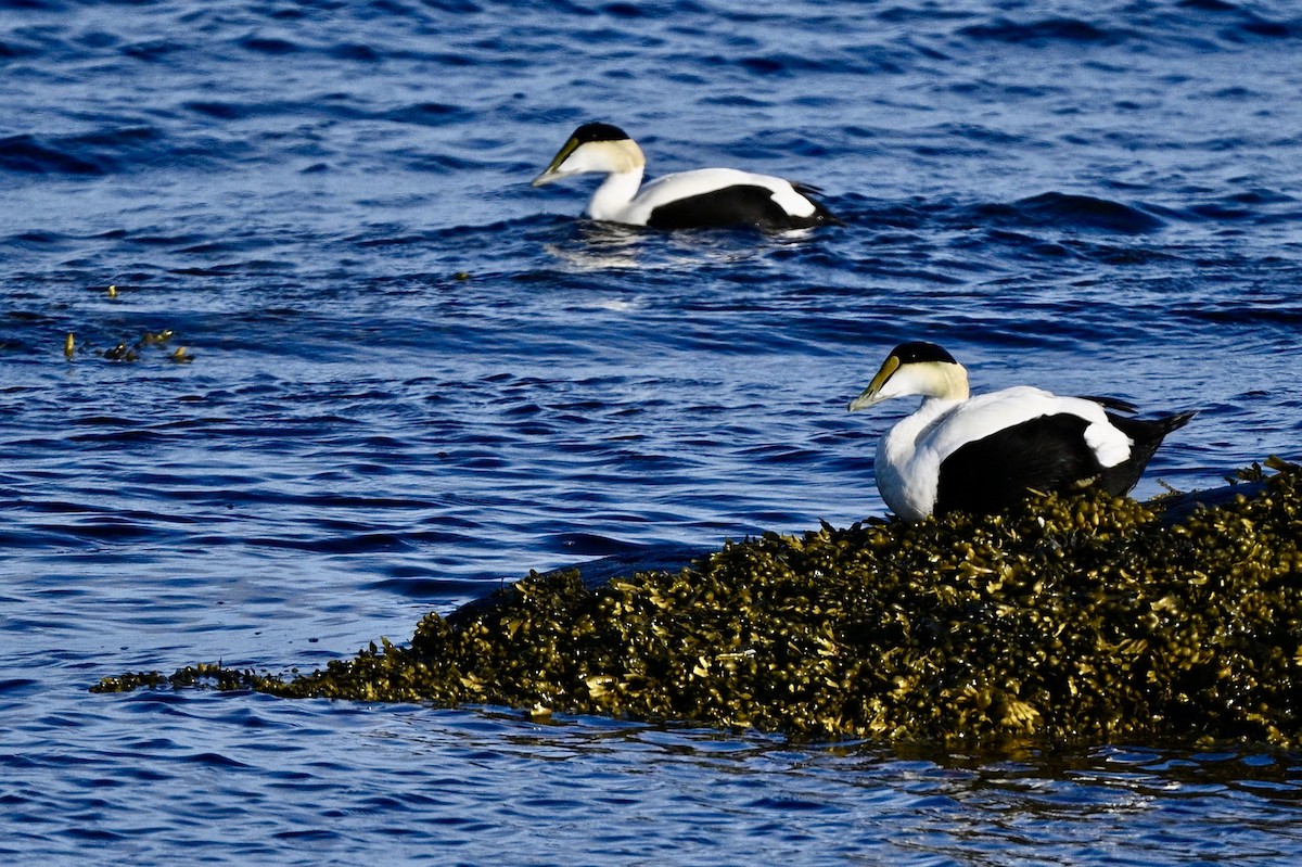 Common Eider - ML620482875