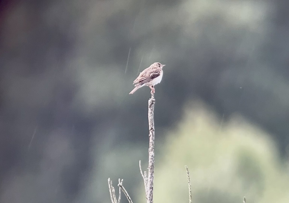 Tree Pipit - ML620482880