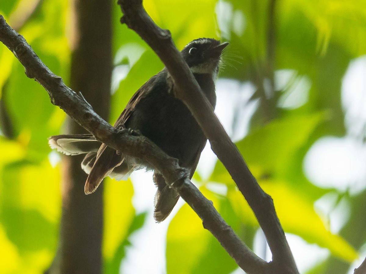 White-throated Fantail - ML620482881