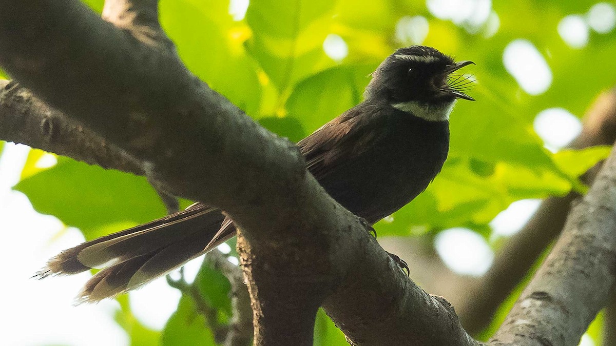 White-throated Fantail - ML620482882