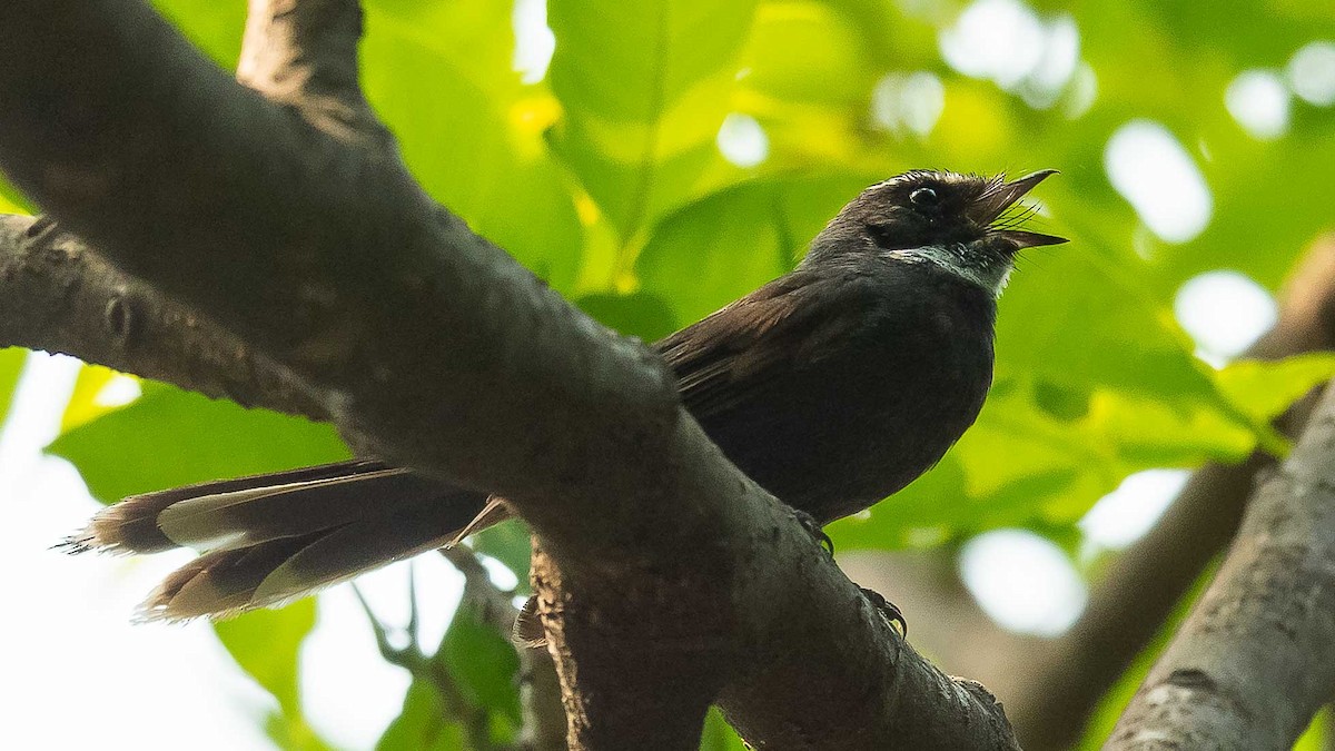 White-throated Fantail - Jean-Louis  Carlo