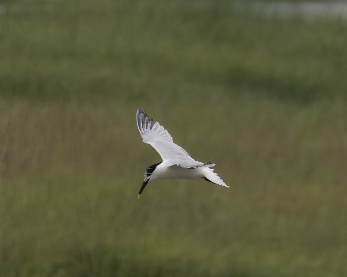 Sandwich Tern - ML620482887