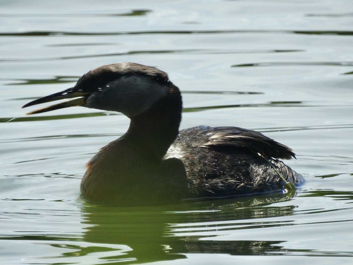Red-necked Grebe - ML620482890