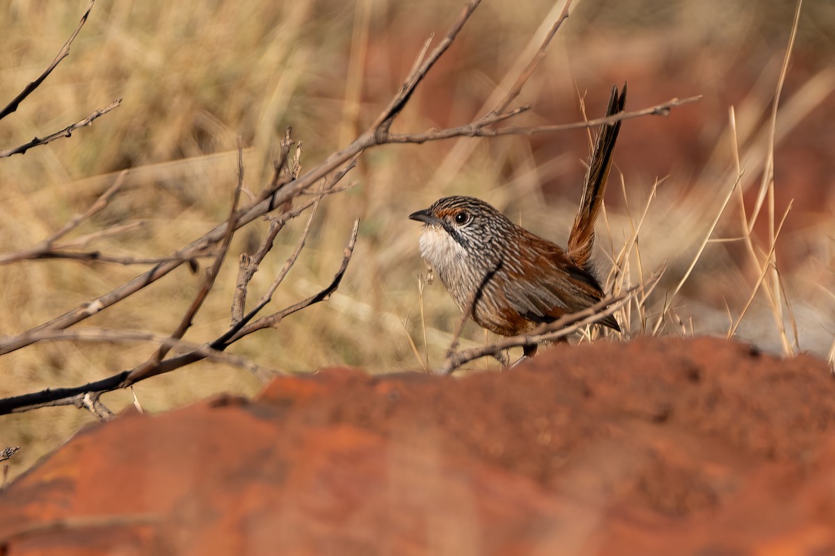 Rufous Grasswren - ML620482891