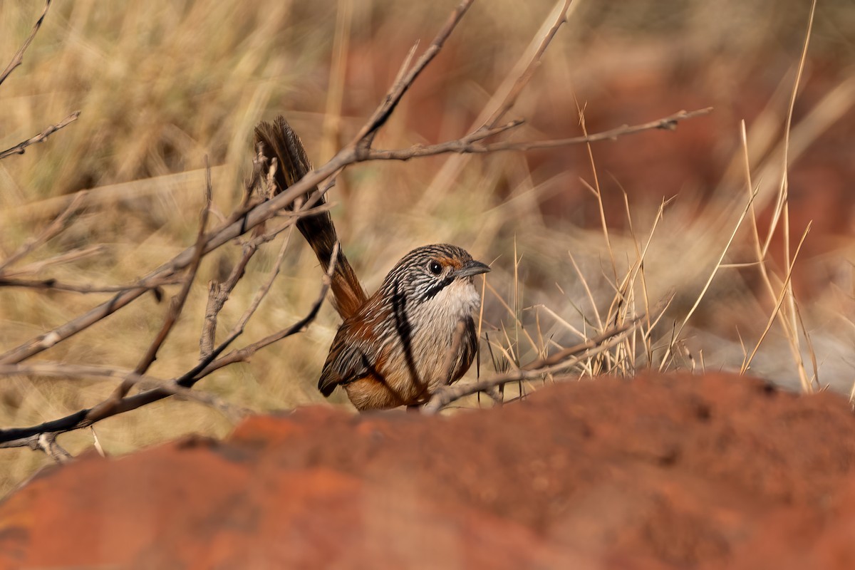 Rufous Grasswren - ML620482892