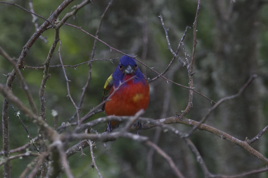 Painted Bunting - ML620482895