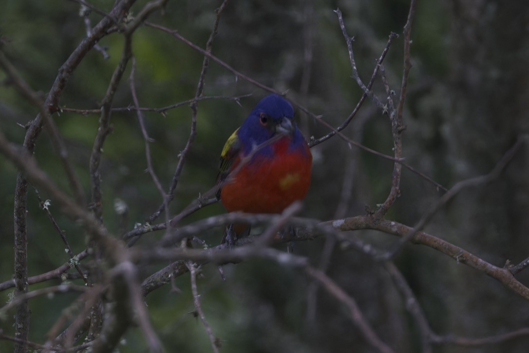 Painted Bunting - ML620482896
