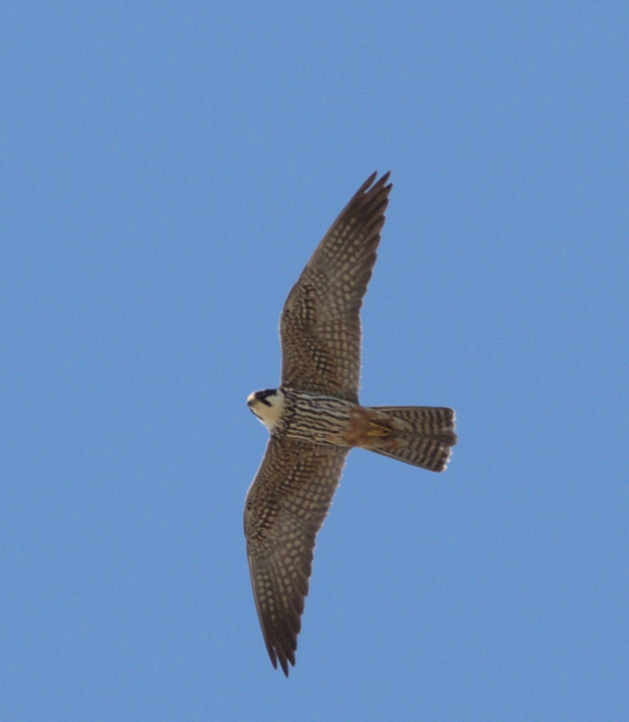 Eurasian Hobby - ML620482898