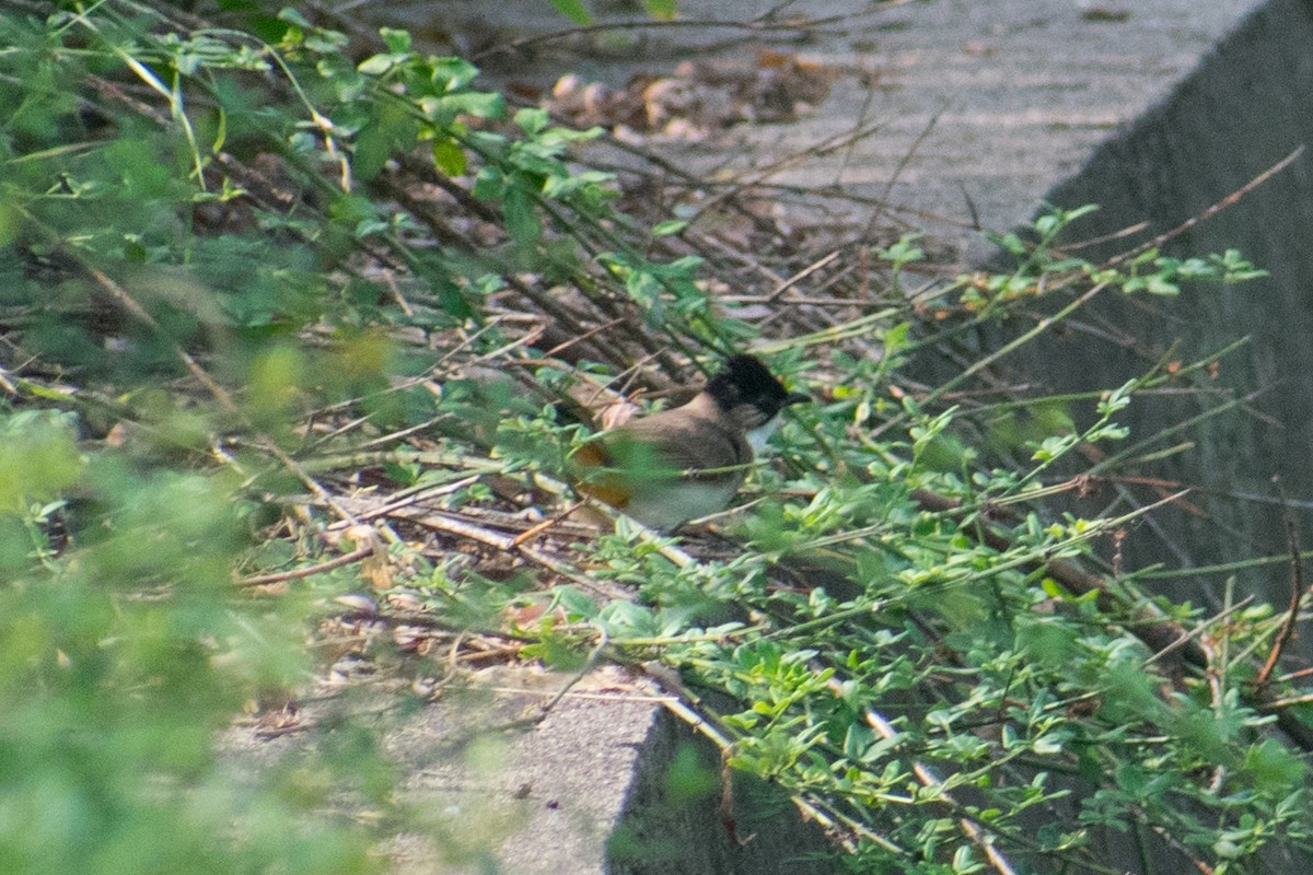 Brown-breasted Bulbul - Dorthy Fang