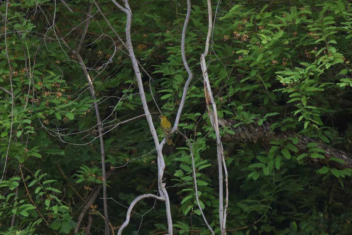 Eurasian Golden Oriole - ML620482906