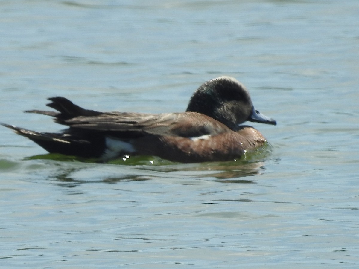 American Wigeon - ML620482908