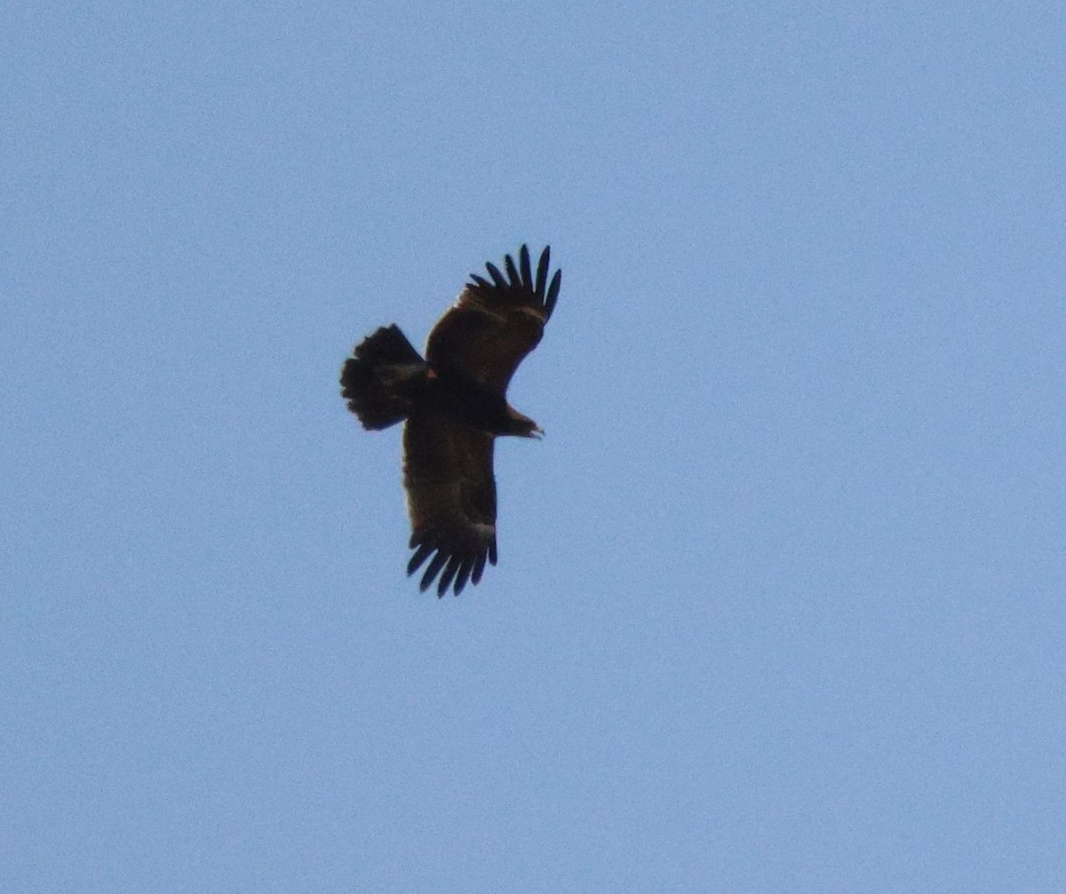 Lesser Spotted Eagle - ML620482913