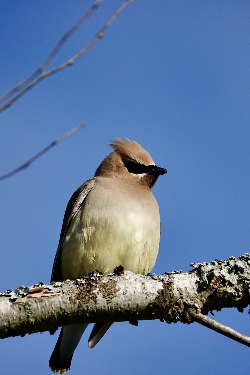 Cedar Waxwing - Michel Robert