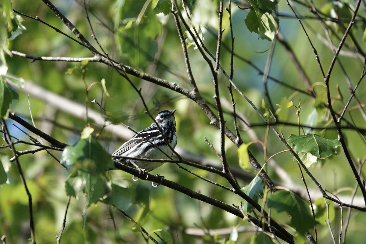 Black-and-white Warbler - ML620482918