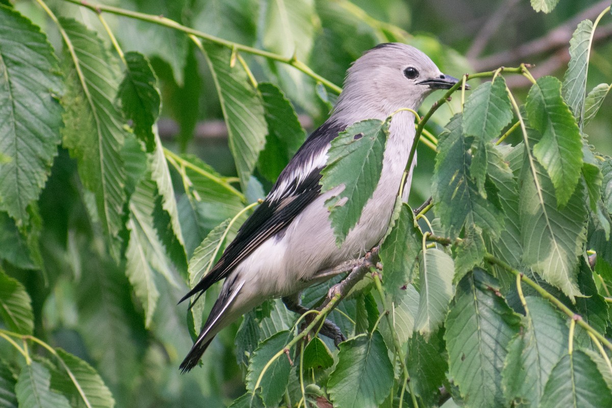 Daurian Starling - Dorthy Fang