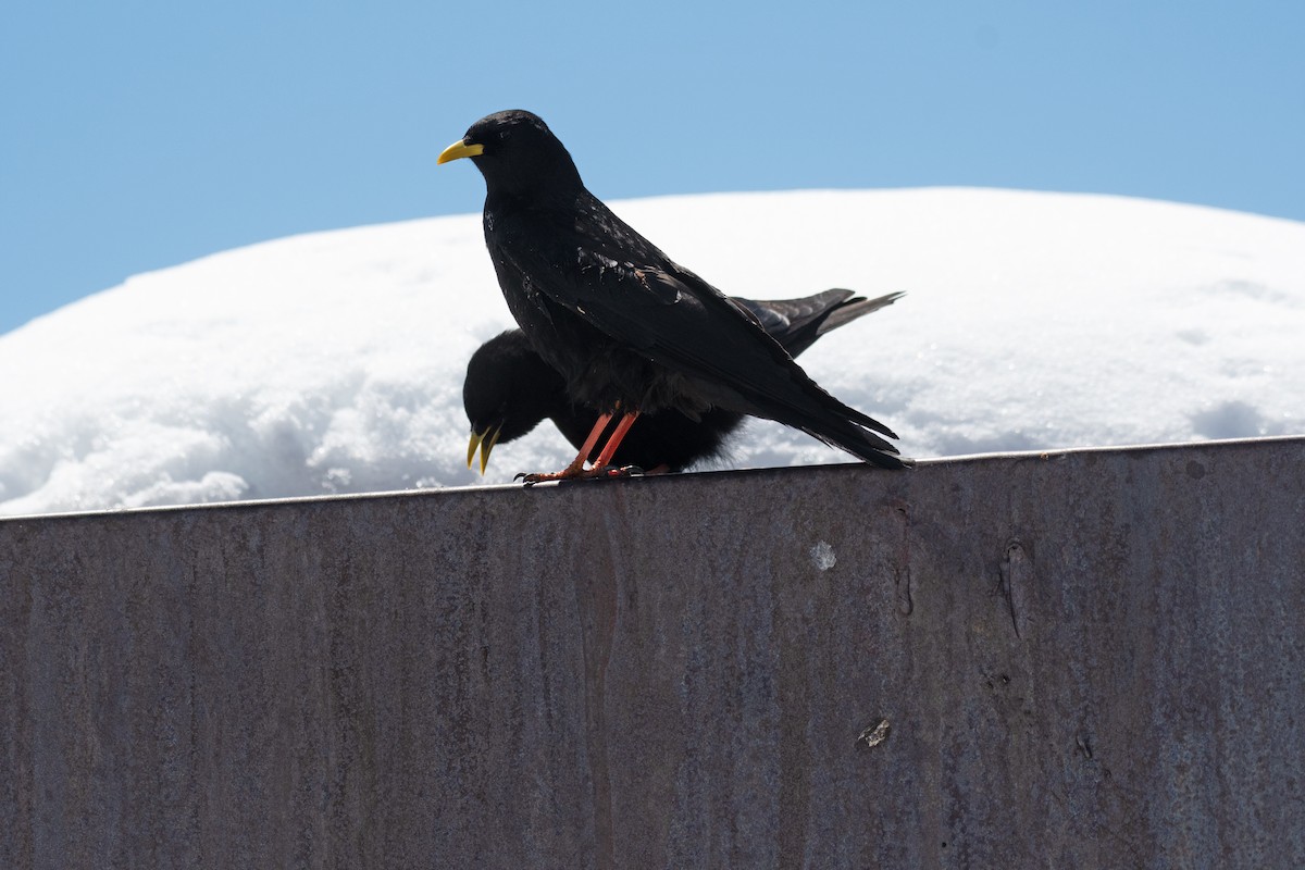 Yellow-billed Chough - ML620482920