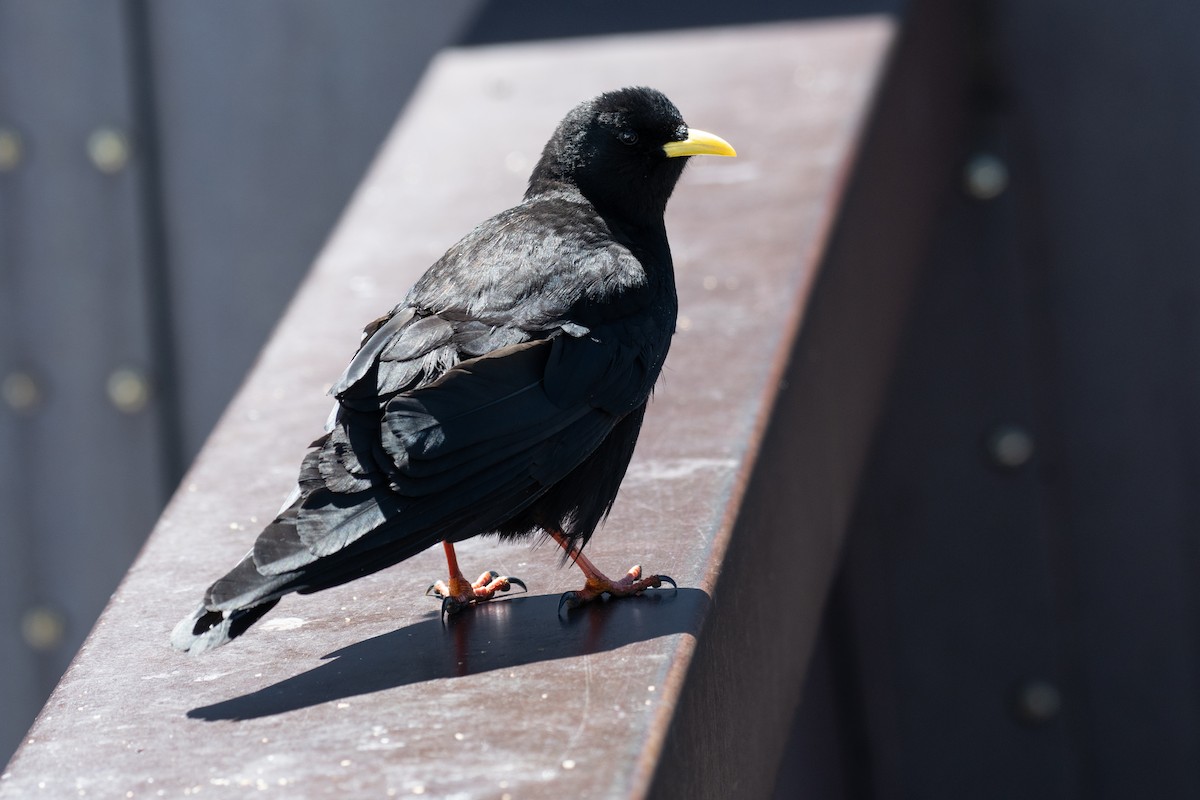 Yellow-billed Chough - ML620482921