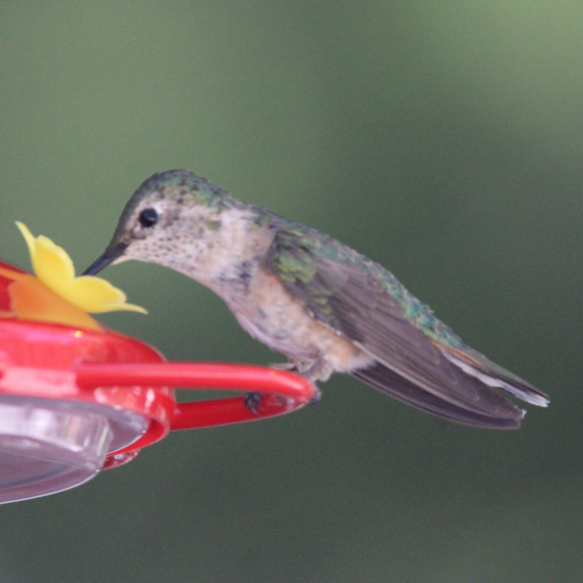 Broad-tailed Hummingbird - ML620482922