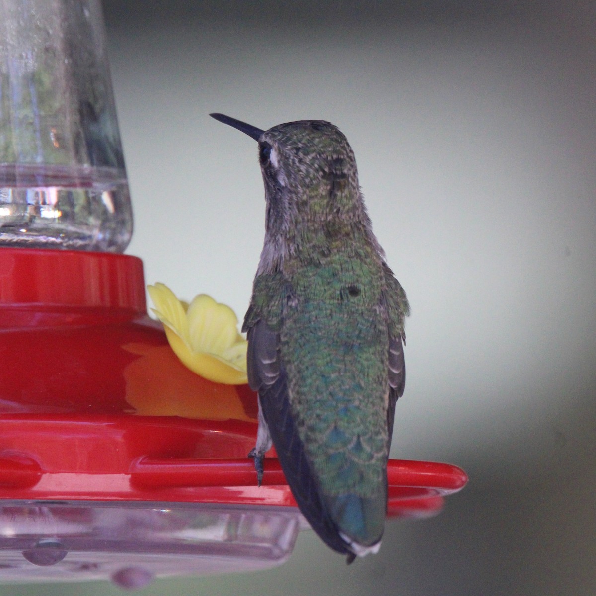 Broad-tailed Hummingbird - ML620482923