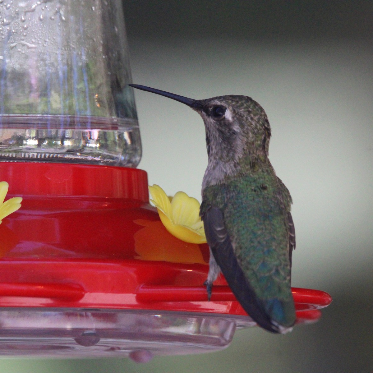 Broad-tailed Hummingbird - Karen Blocher