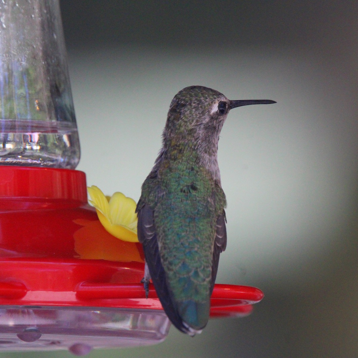 Broad-tailed Hummingbird - ML620482925