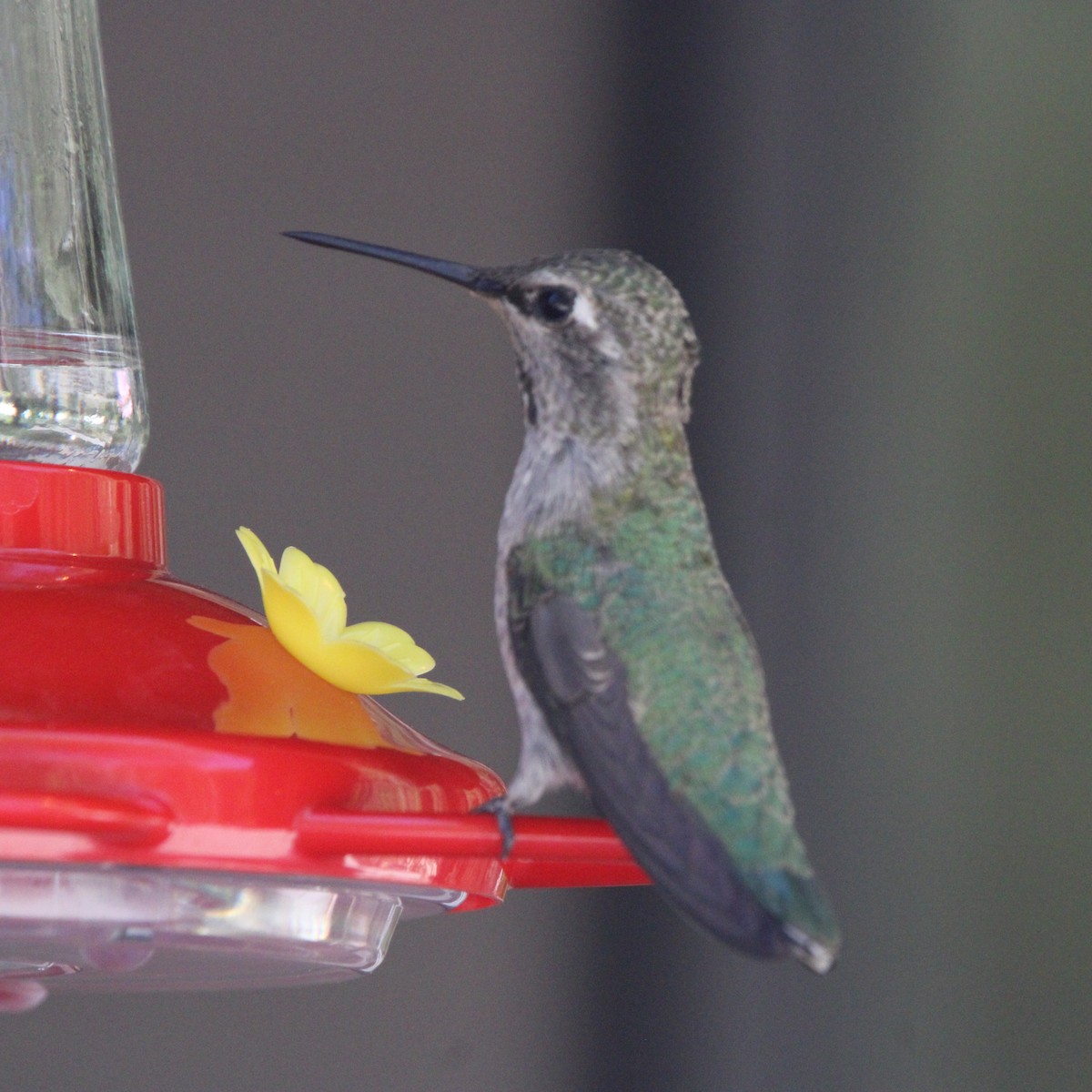 Broad-tailed Hummingbird - ML620482926