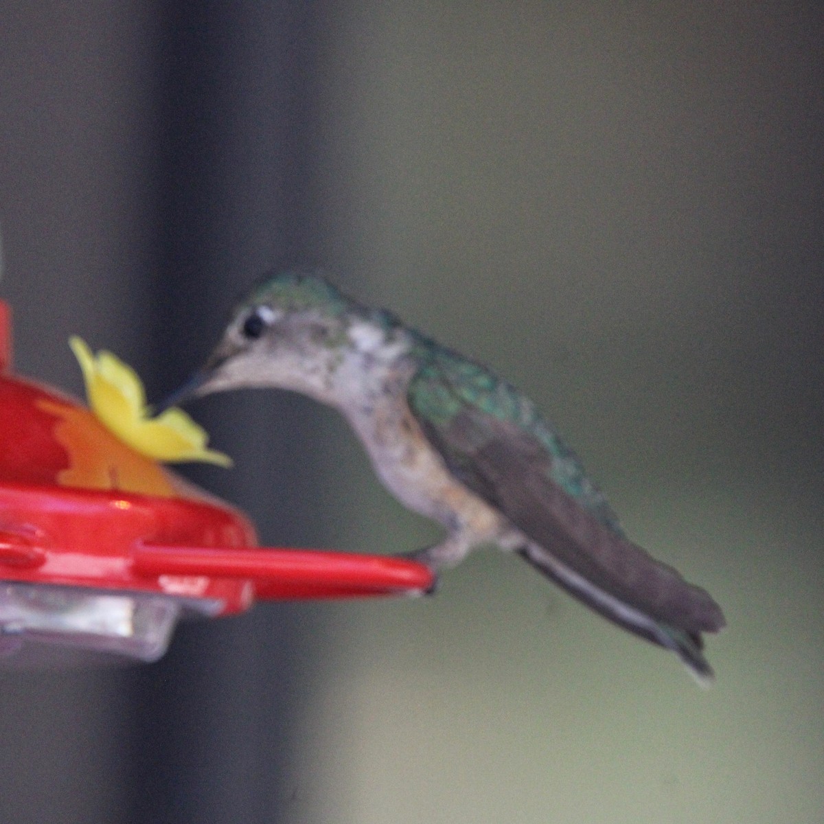 Broad-tailed Hummingbird - ML620482927