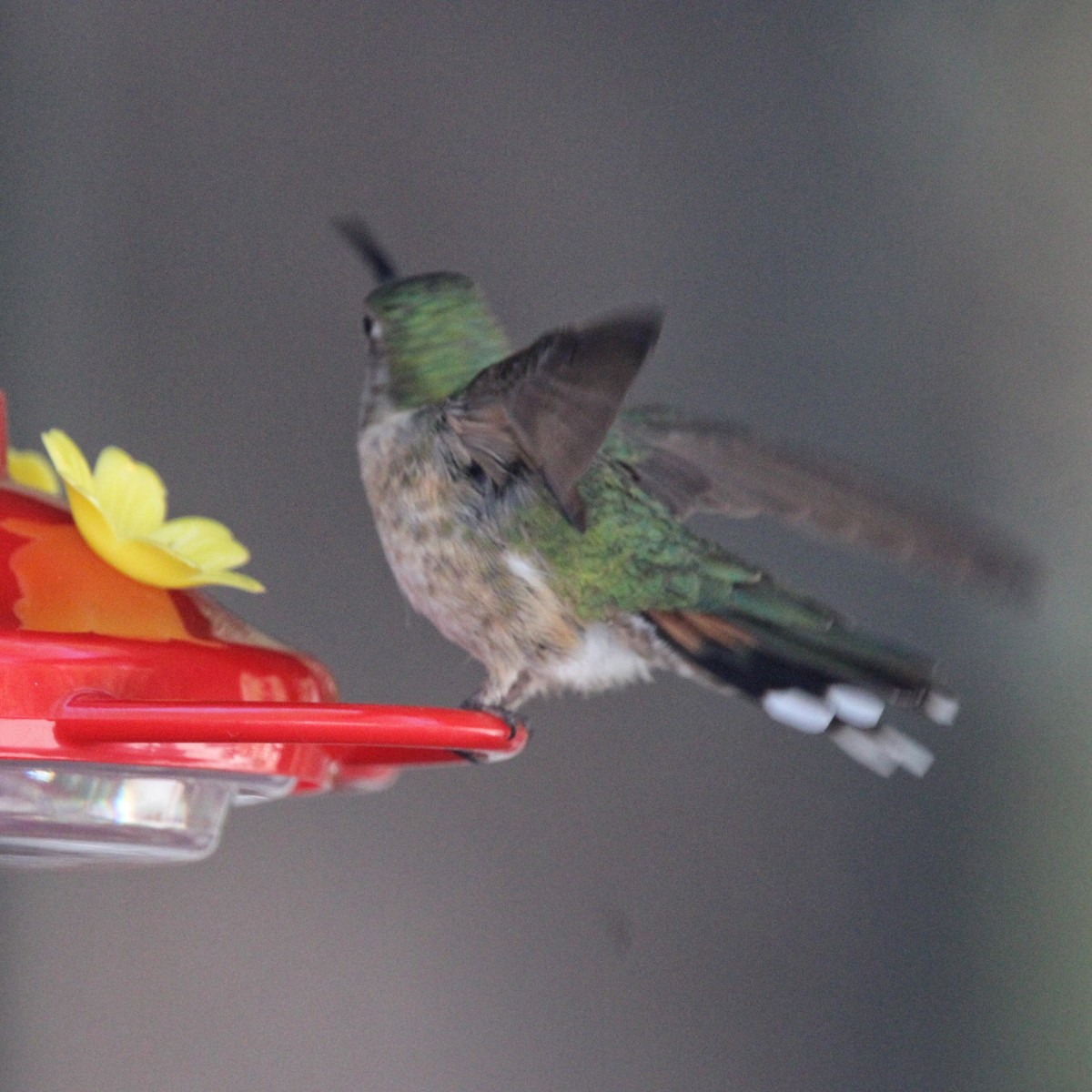 Broad-tailed Hummingbird - ML620482928