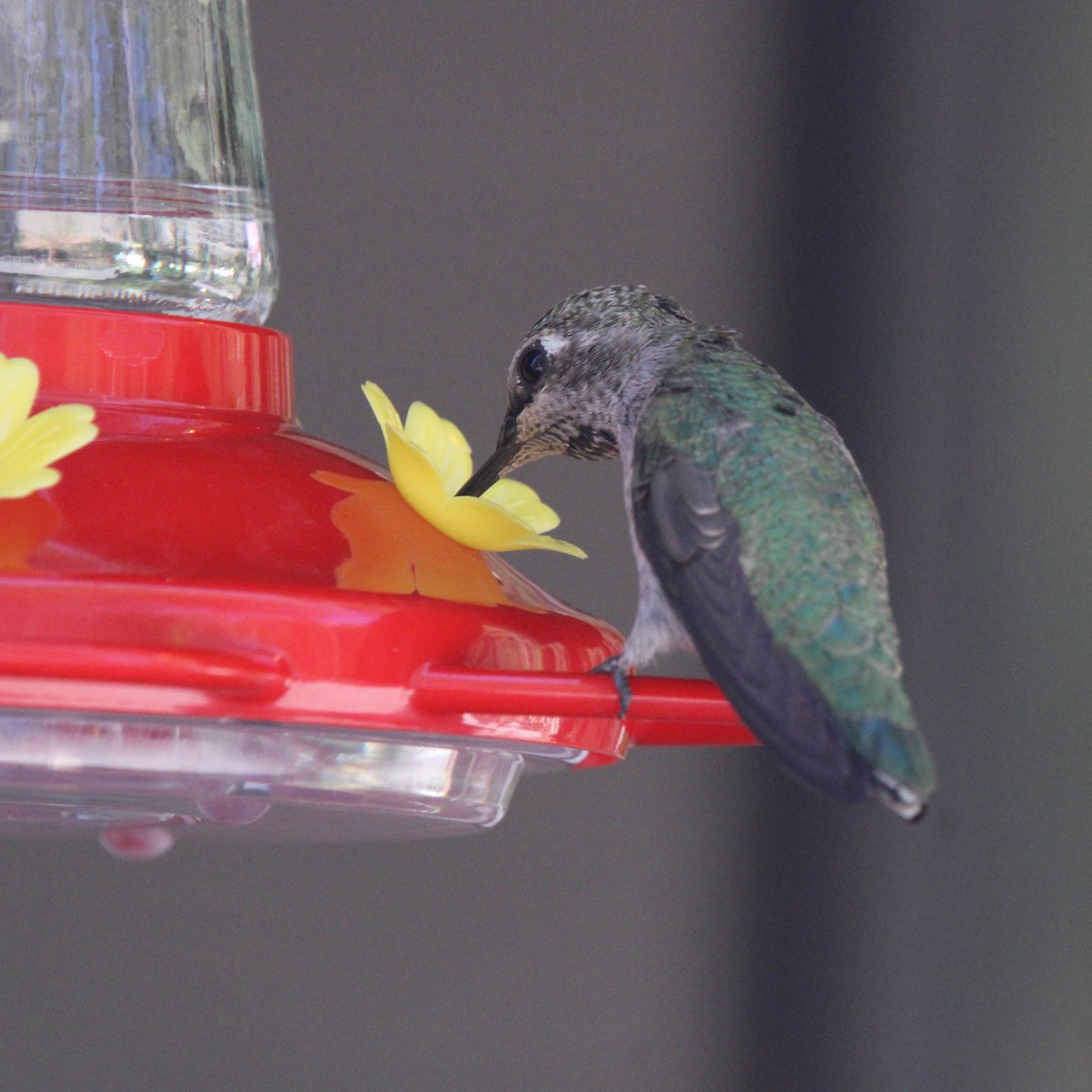 Broad-tailed Hummingbird - ML620482929