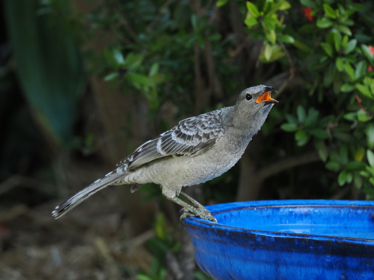 Great Bowerbird - ML620482931