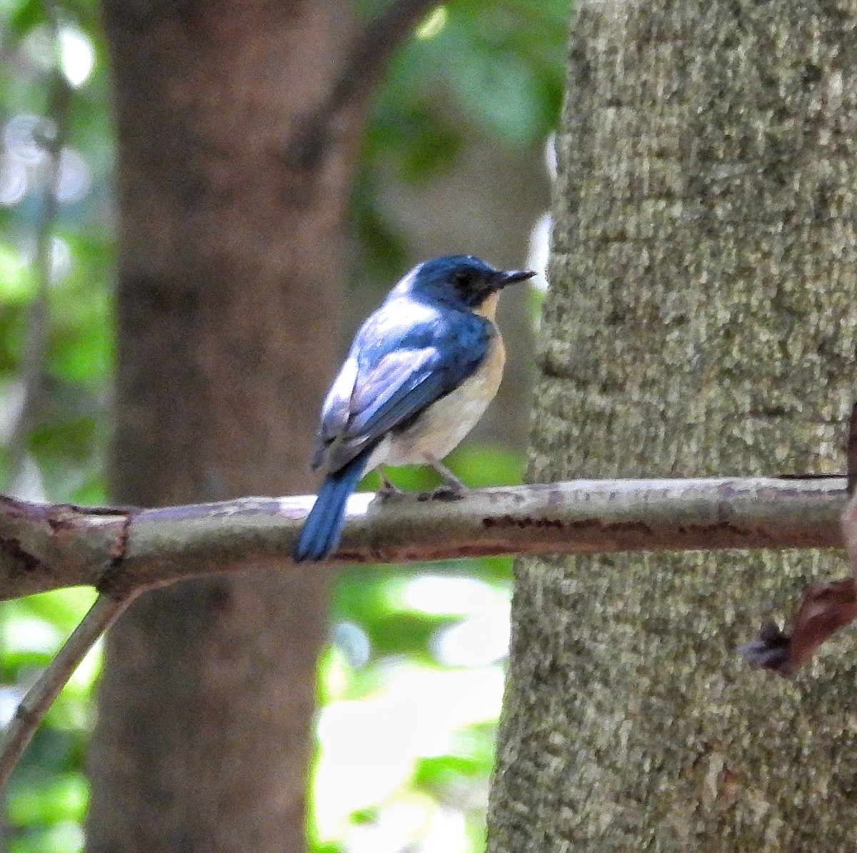 Tickell's Blue Flycatcher - ML620482935