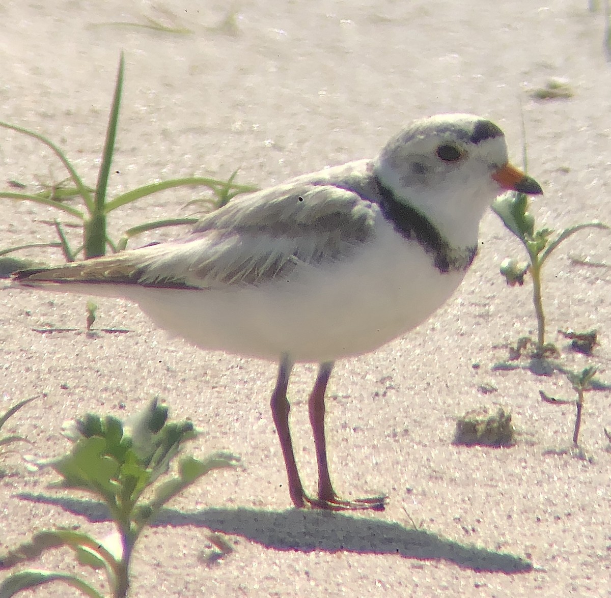 Piping Plover - KZ F