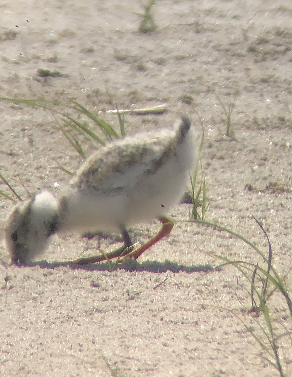 Piping Plover - ML620482941