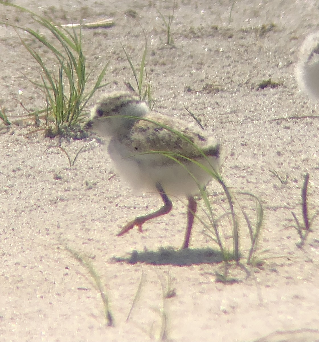 Piping Plover - ML620482942