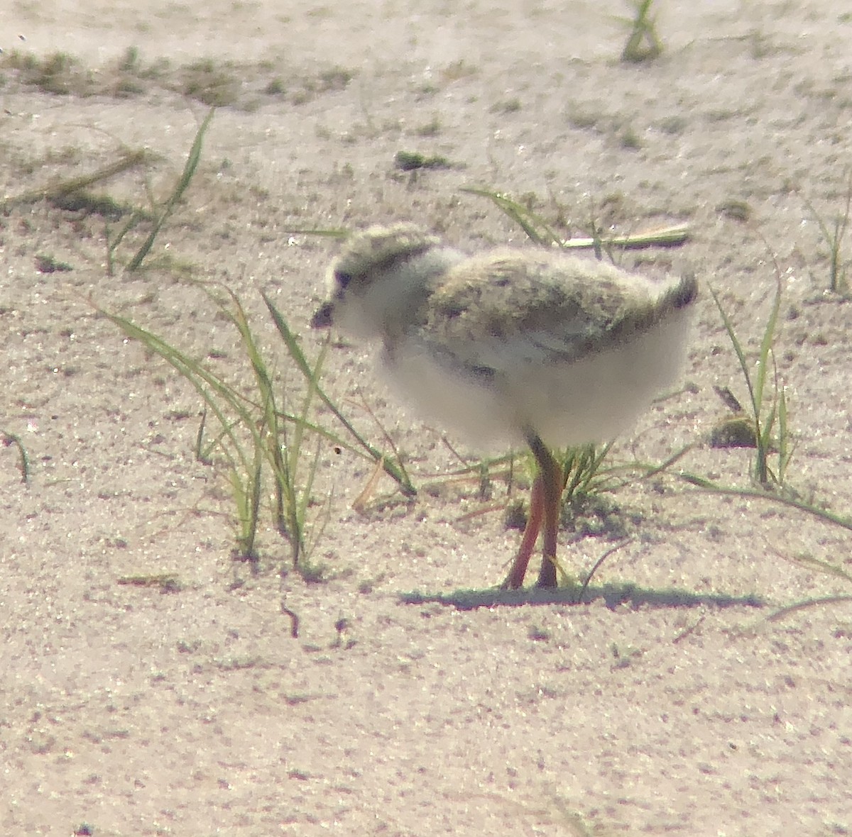 Piping Plover - ML620482944