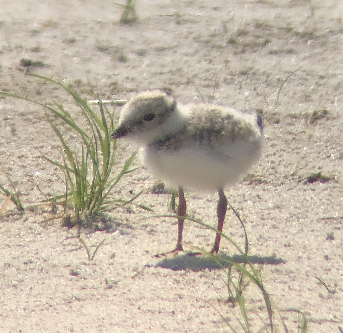 Piping Plover - ML620482945