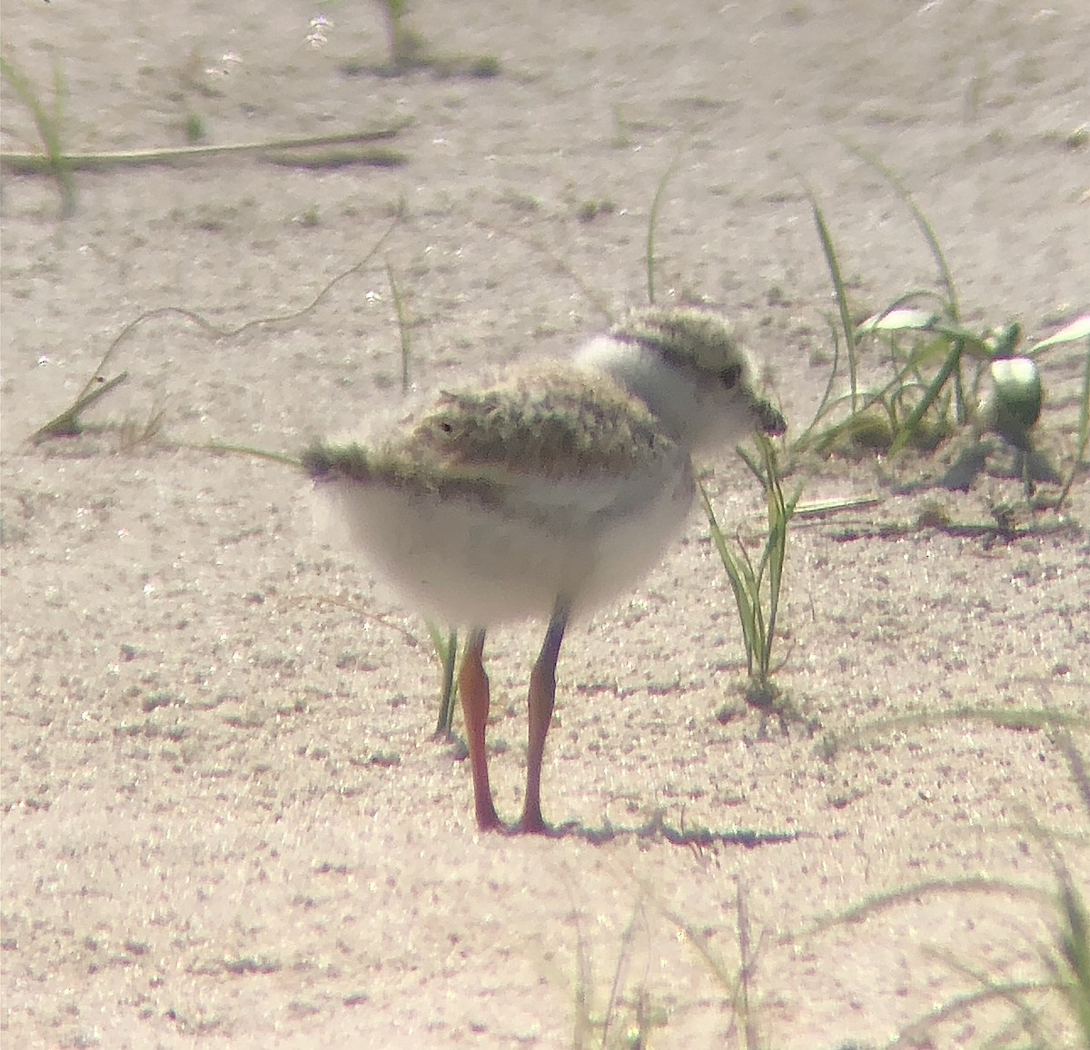 Piping Plover - ML620482946