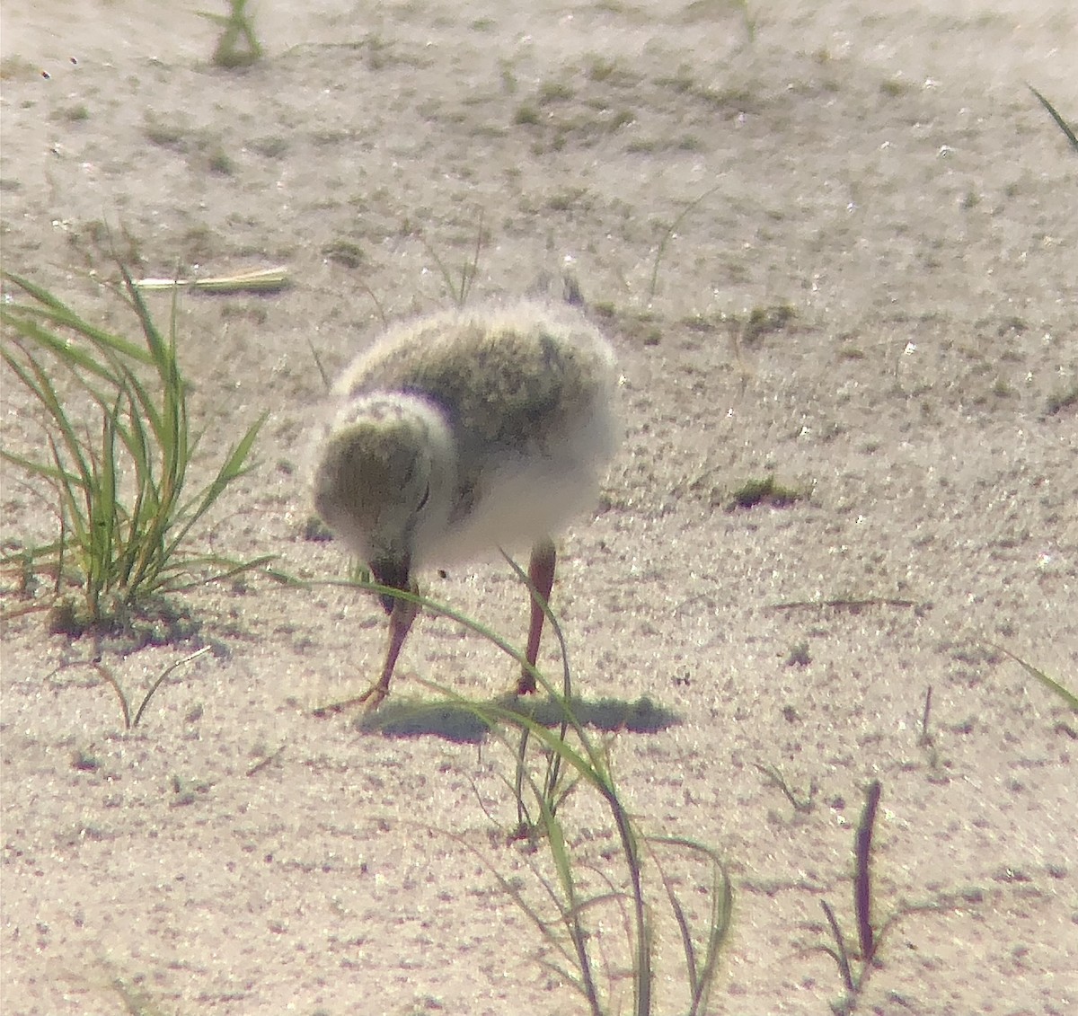 Piping Plover - ML620482947
