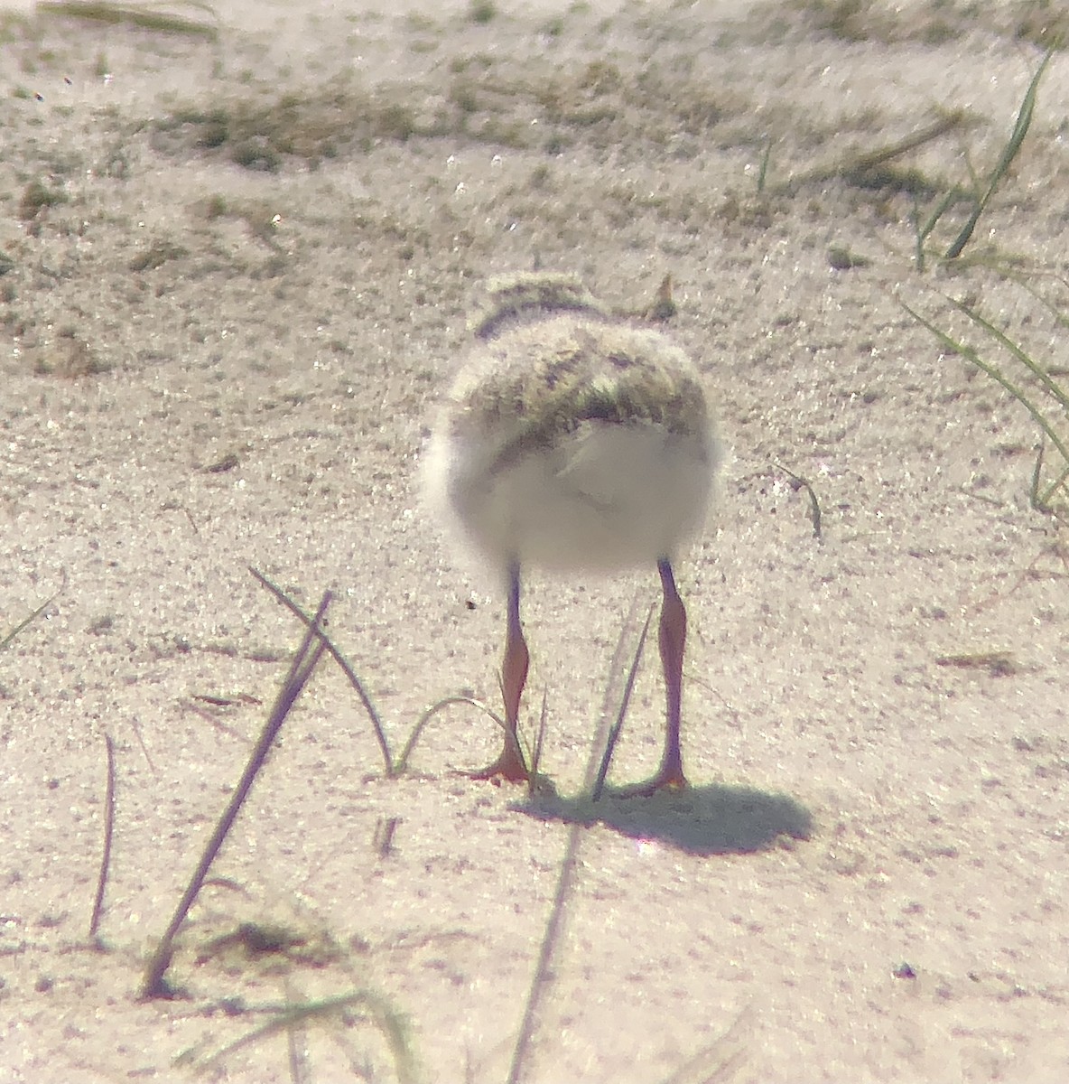 Piping Plover - ML620482948