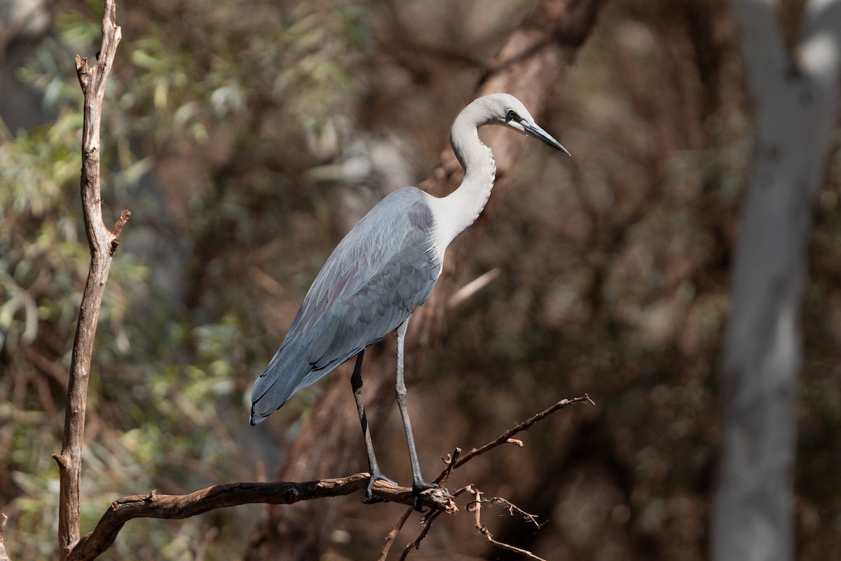 Garza Cuelliblanca - ML620482949