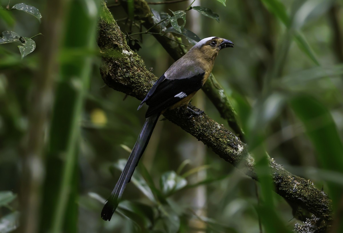 Bornean Treepie - ML620482952