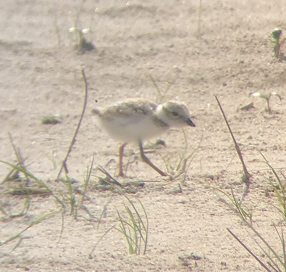 Piping Plover - ML620482954
