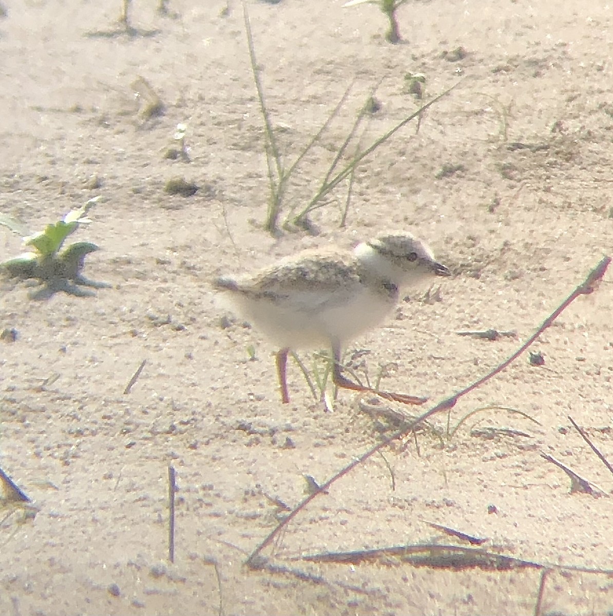 Piping Plover - ML620482955
