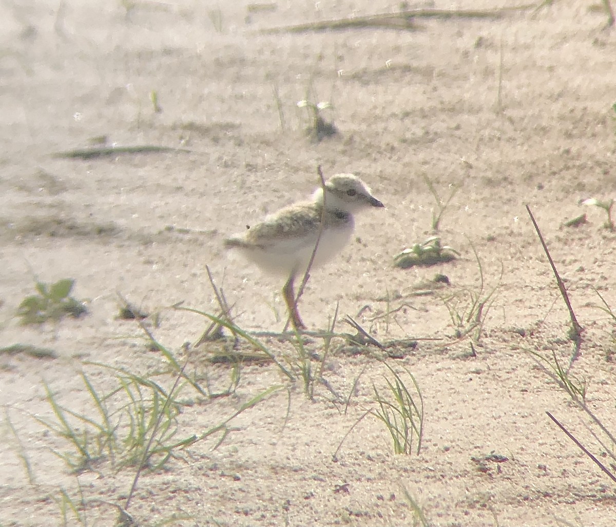 Piping Plover - ML620482956