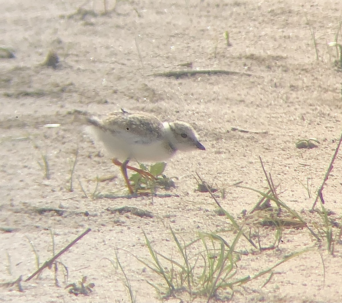 Piping Plover - ML620482957