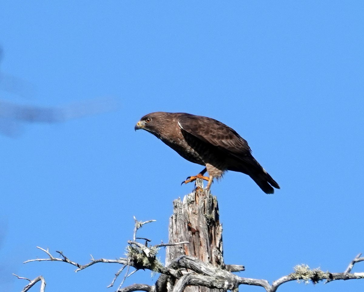 Broad-winged Hawk - ML620482961