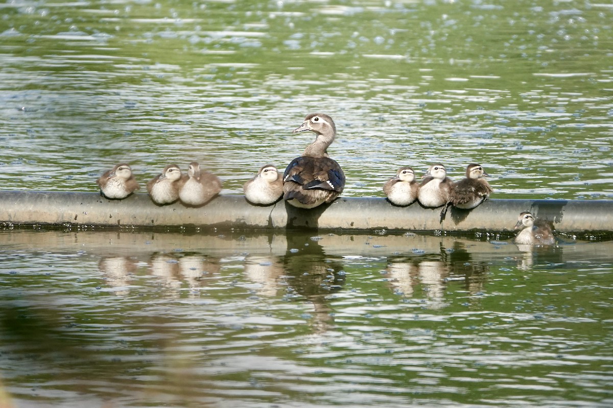 Wood Duck - ML620482964